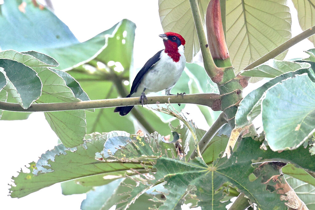 Paroare masquéadulte