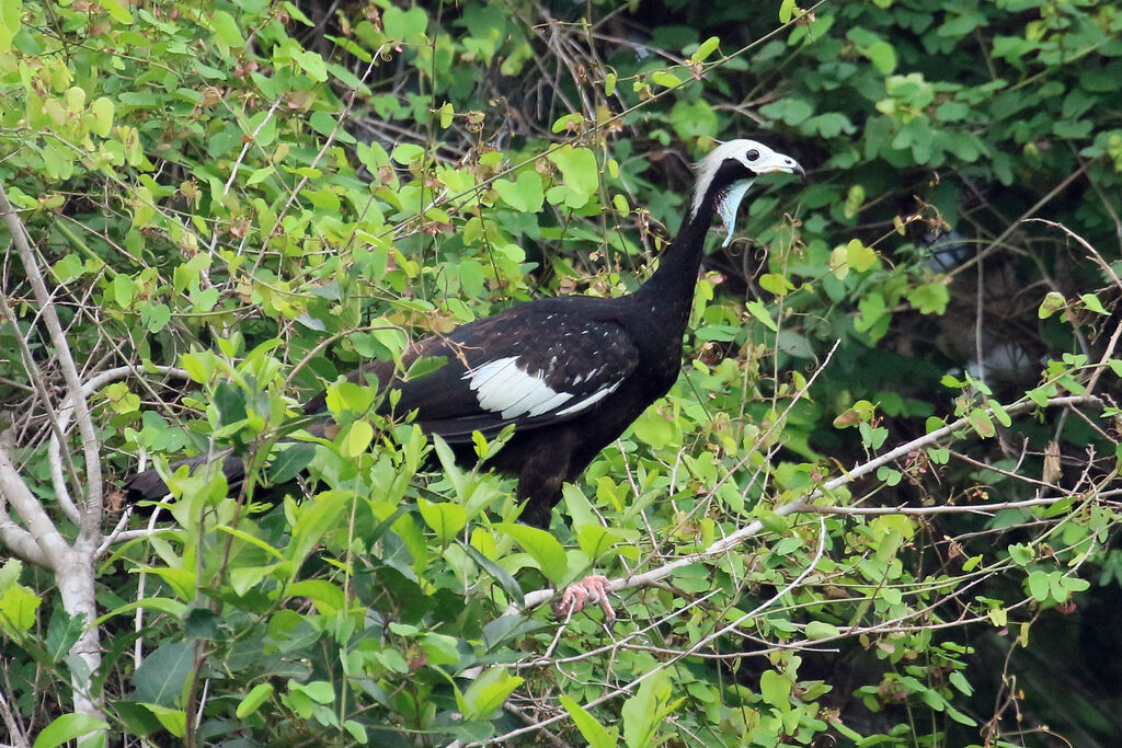 White-throated Piping Guan