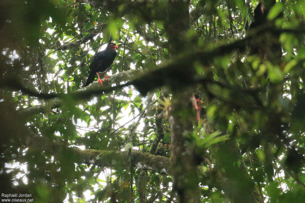 Highland Guan male adult, identification