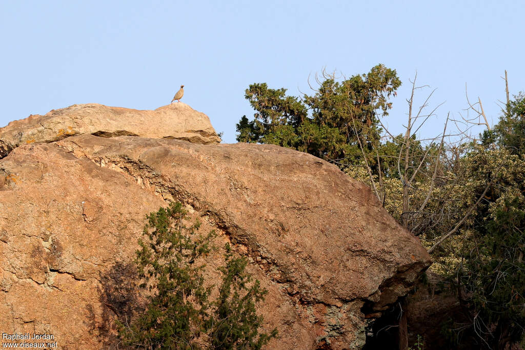 Philby's Partridgeadult