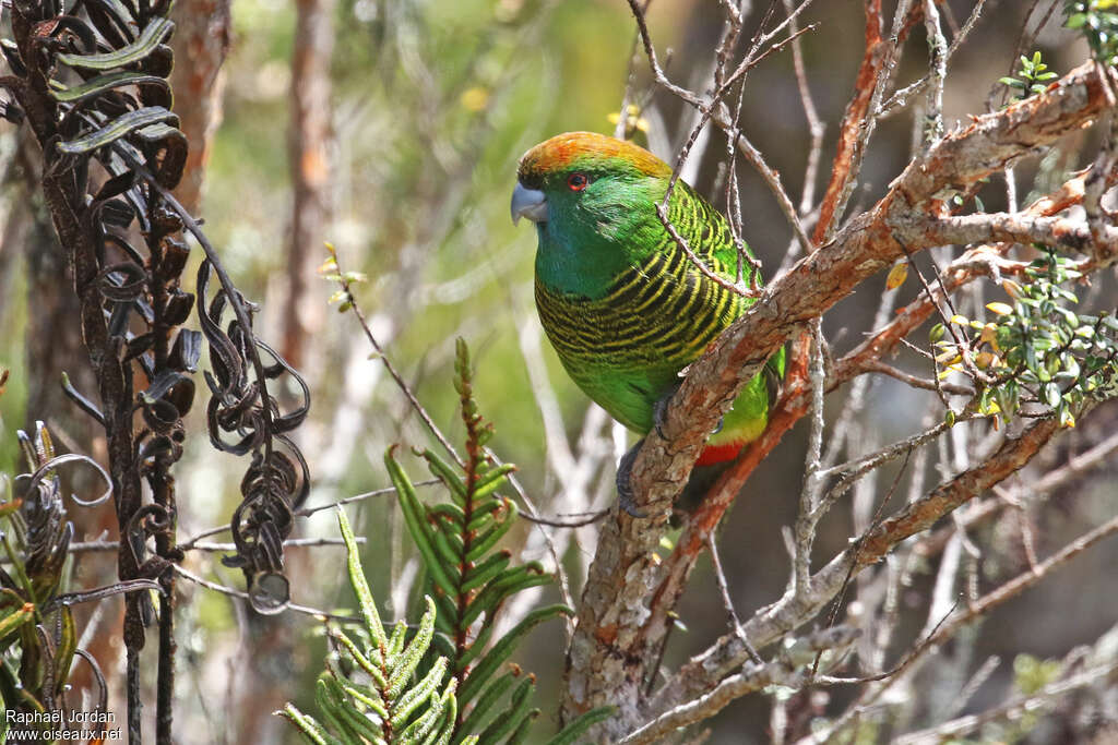 Painted Tiger Parrot female adult, habitat