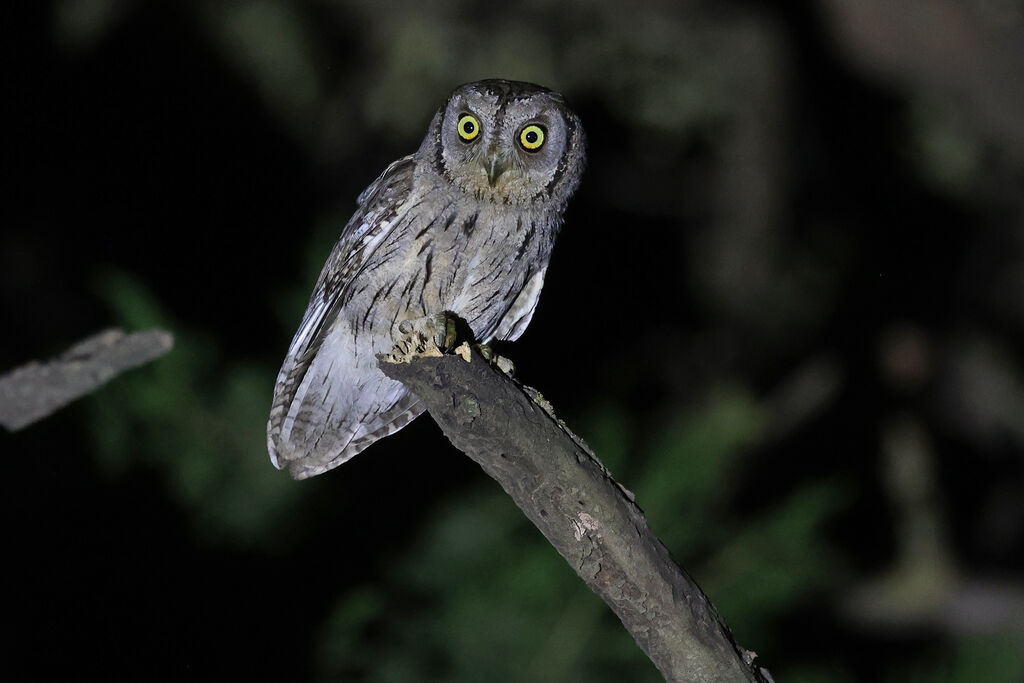 Arabian Scops Owladult