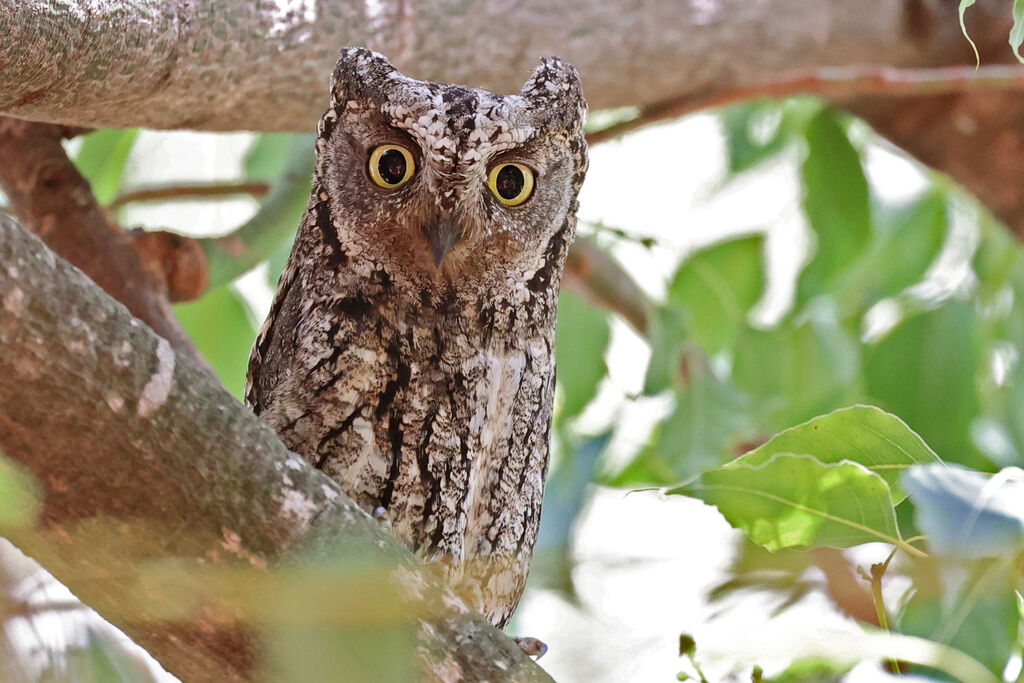 Cyprus Scops Owladult