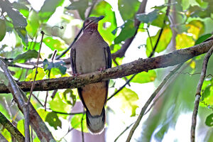 Phapitréron améthyste