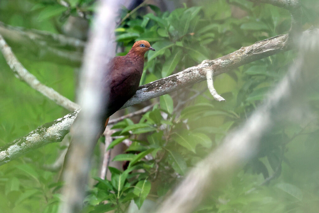 Little Cuckoo-Doveadult