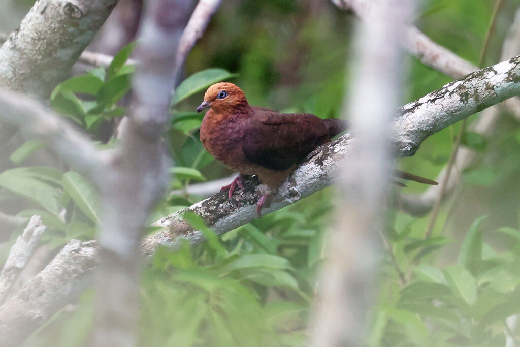 Little Cuckoo-Doveadult