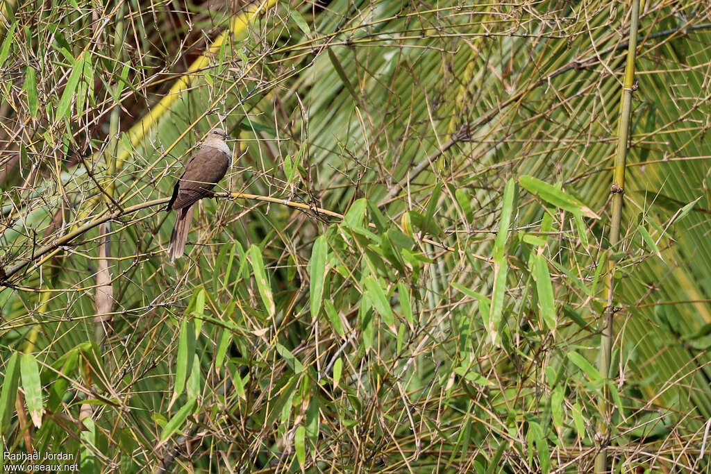 Flores Sea Cuckoo-Doveadult