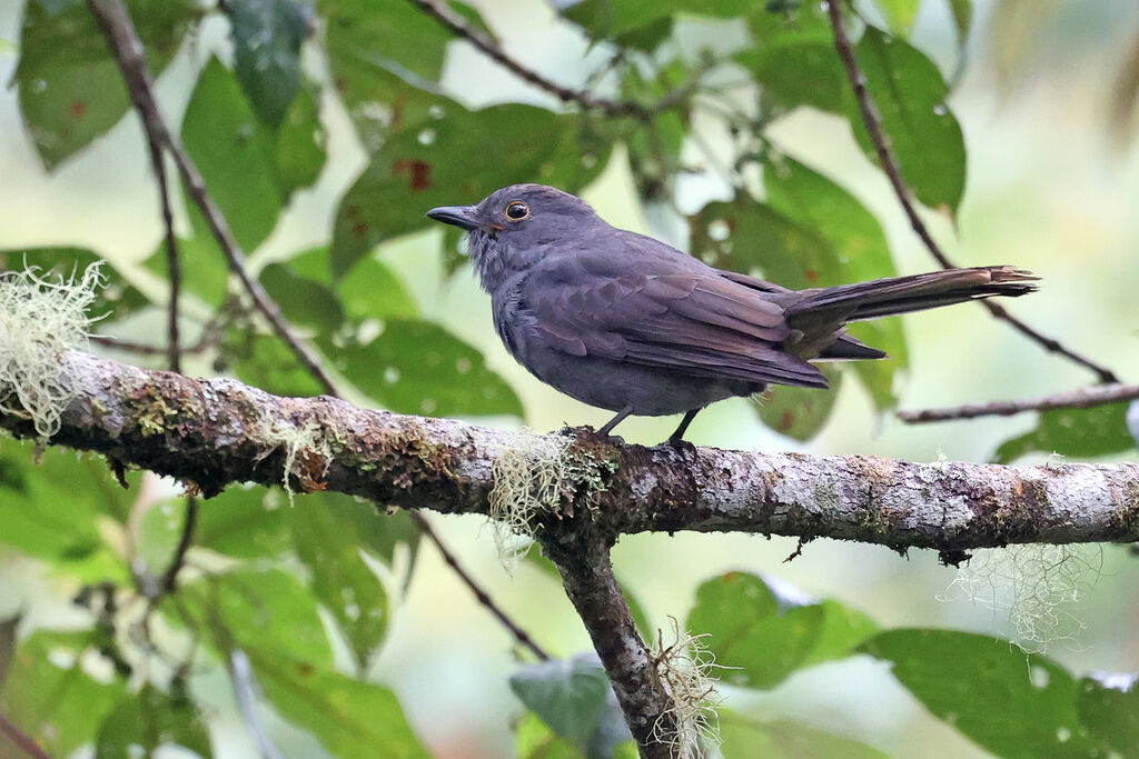 Piauhau à calotte marron - Piauhau de Weber<br />adulte