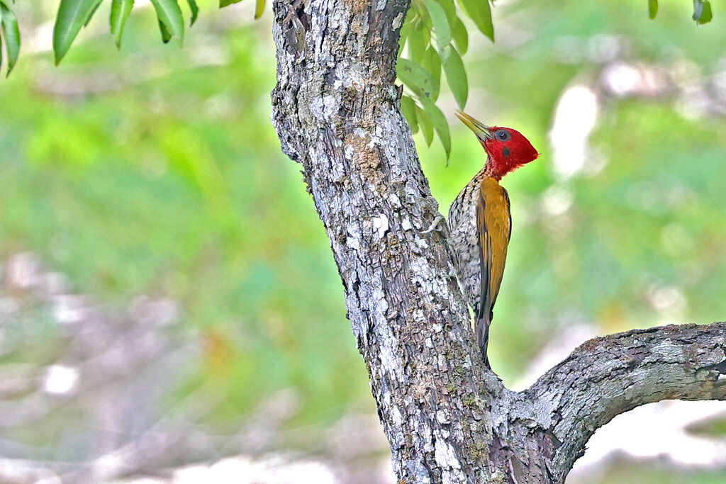 Red-headed Flameback male adult