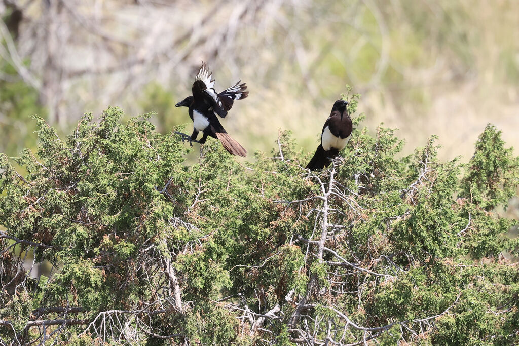 Asir Magpie