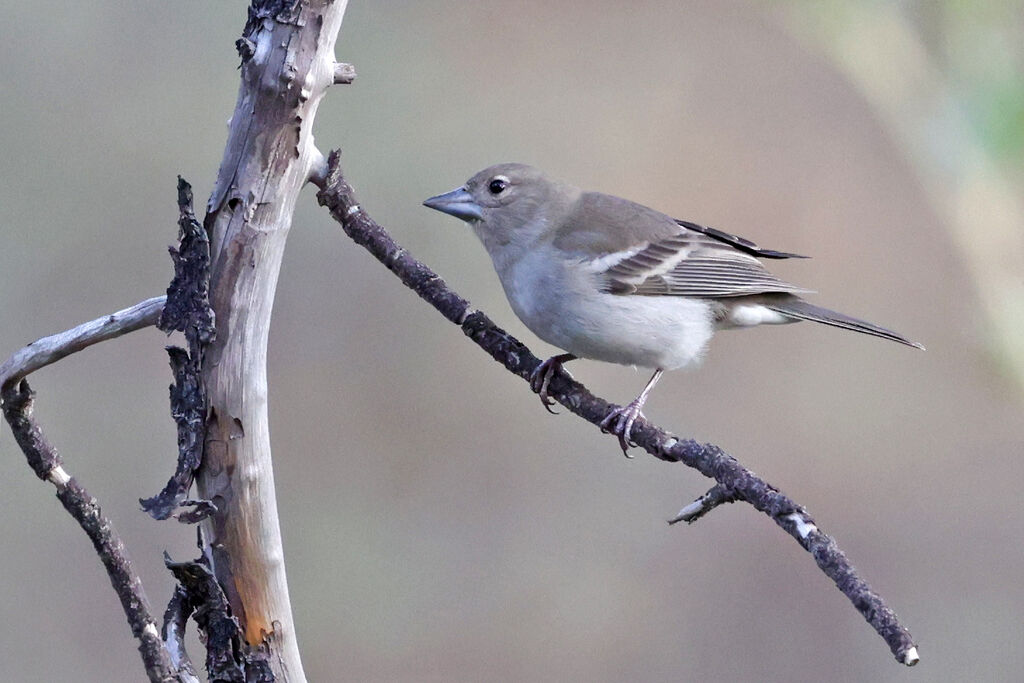 Gran Canaria Blue Chaffinch female adult