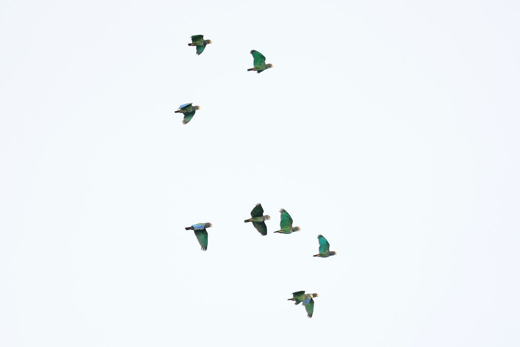 White-crowned Parrot