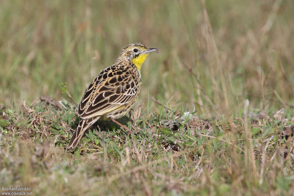 Pipit de Sharpeadulte nuptial, habitat, pigmentation