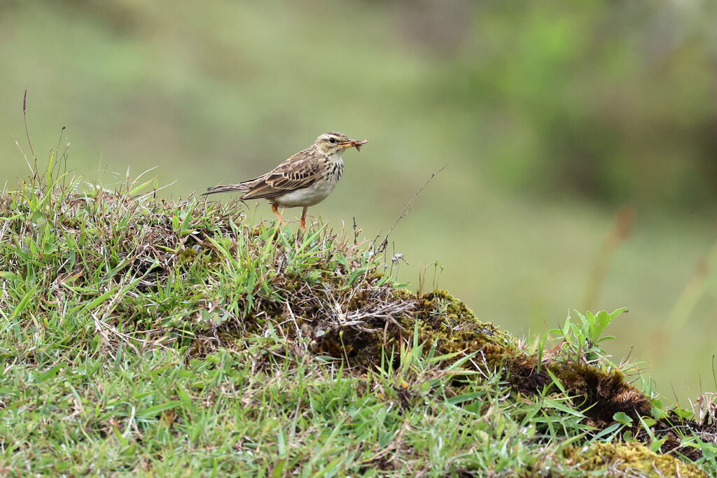 Pipit roussetadulte