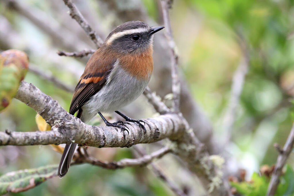 Pitajo à poitrine rousseadulte