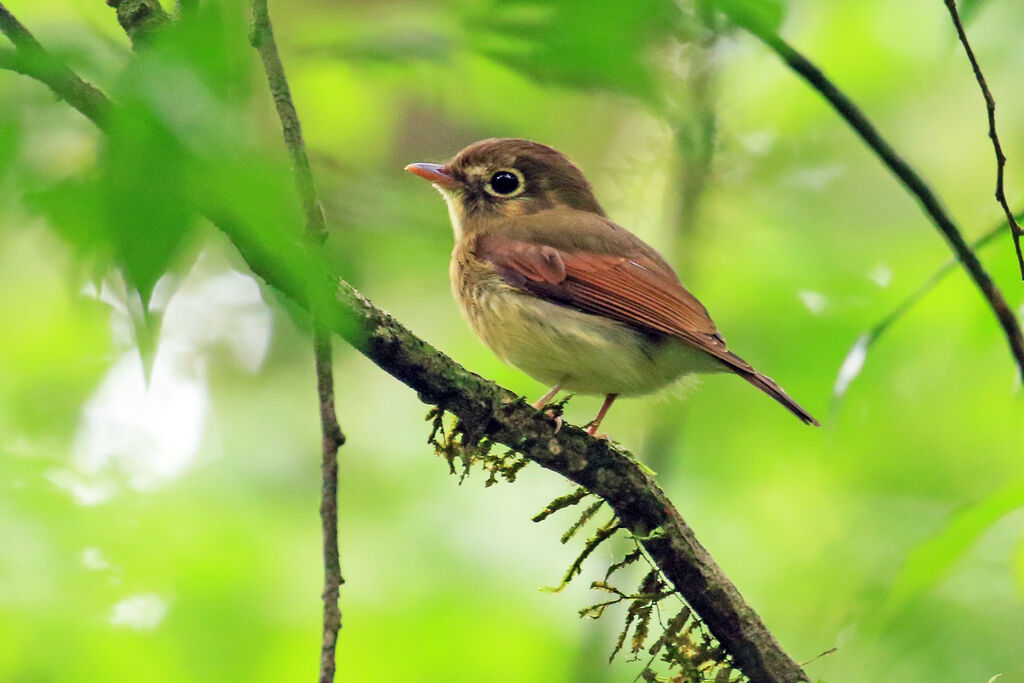 Russet-winged Spadebilladult