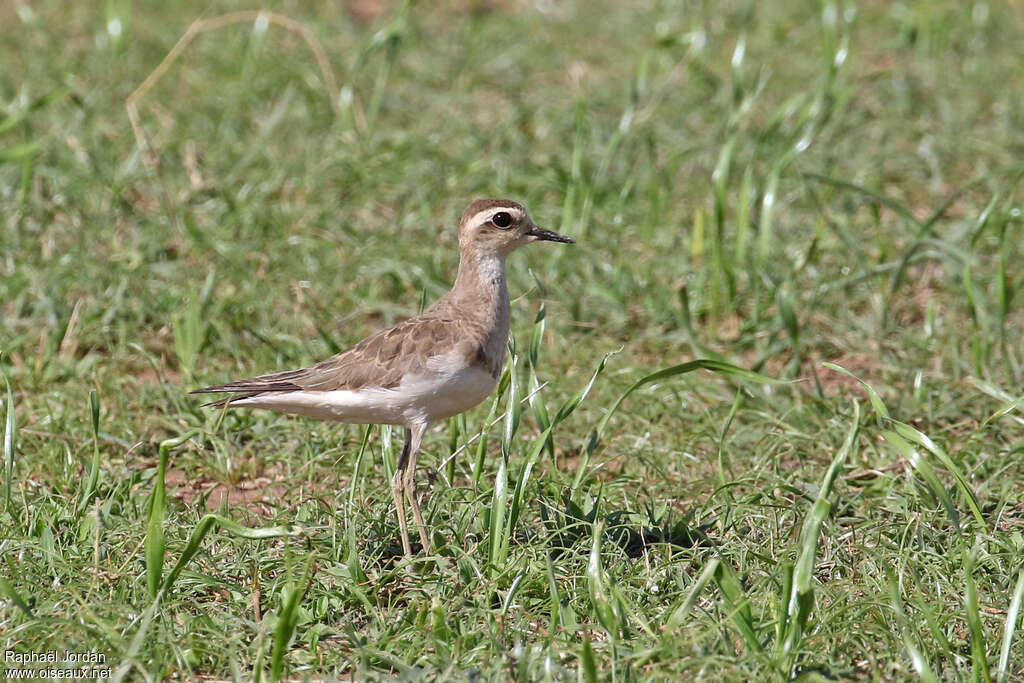 Caspian Ploveradult post breeding, identification