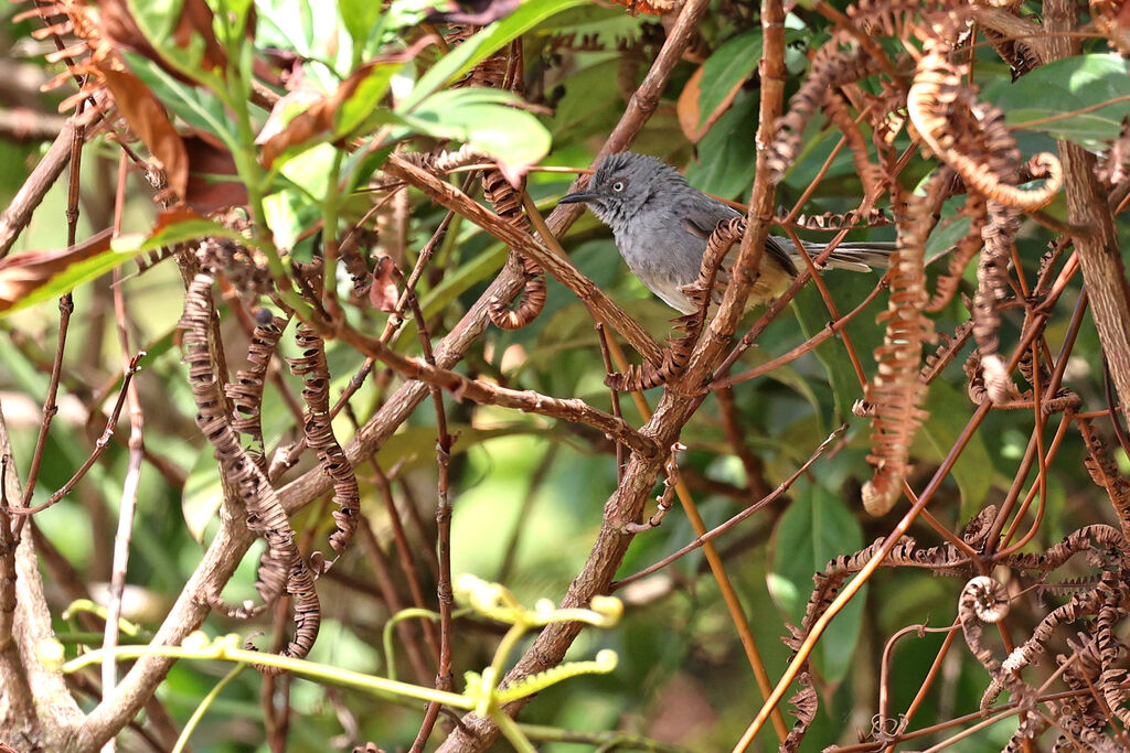 Prinia du Sierra Leoneadulte