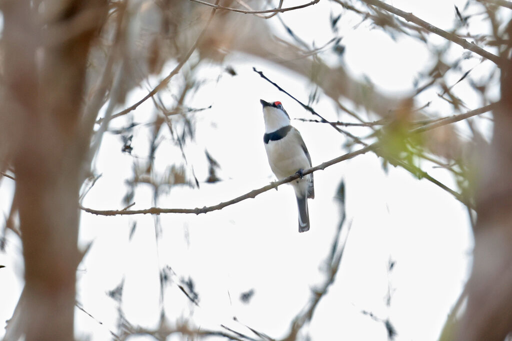 Pririt à front blanc