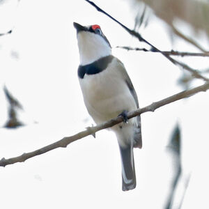 Pririt à front blanc