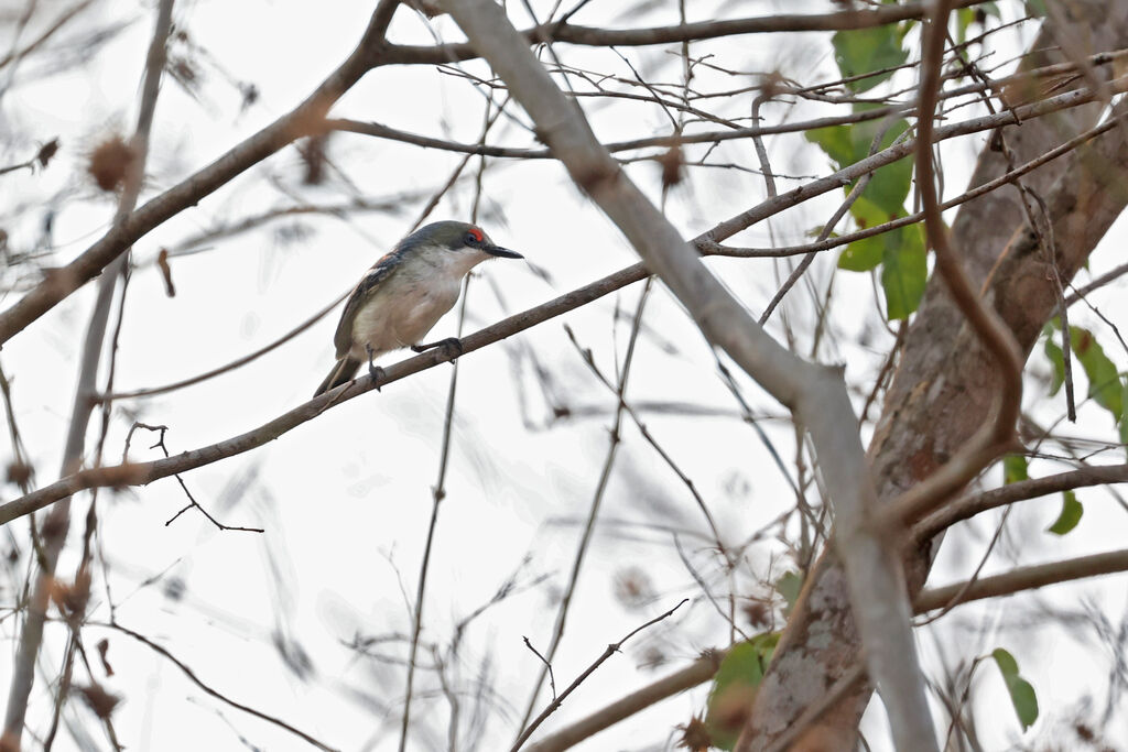 Pririt à front blanc