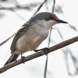 Pririt à front blanc