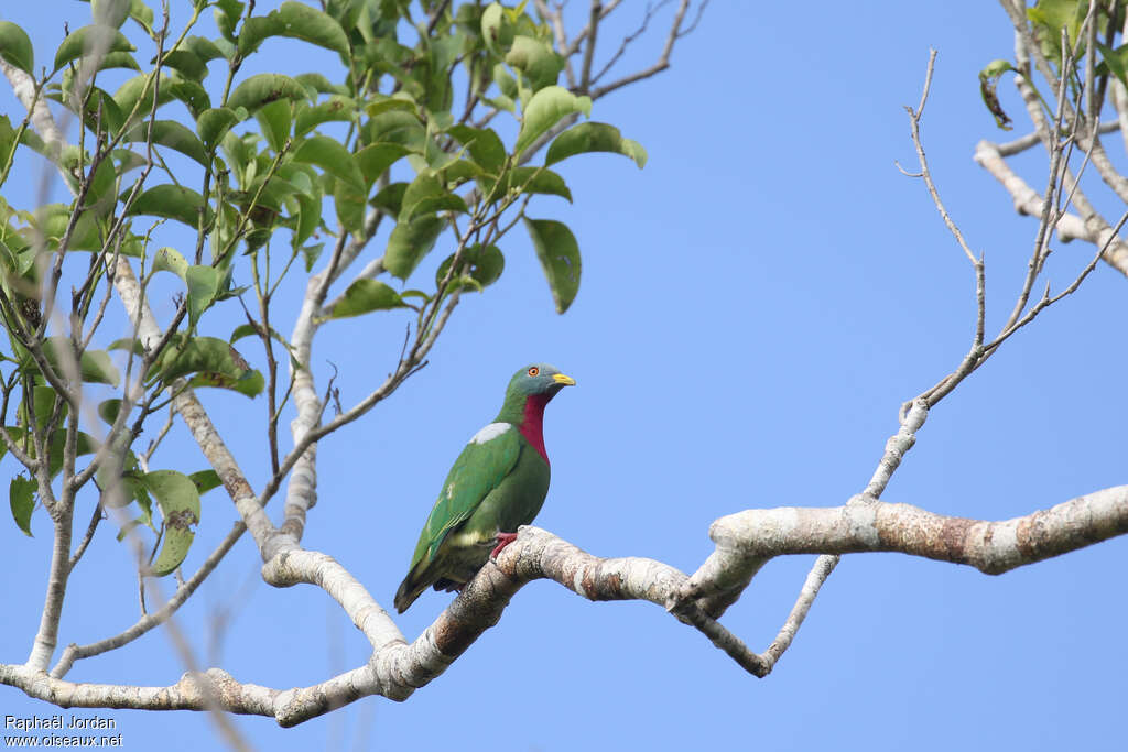 Claret-breasted Fruit Dove male adult, habitat