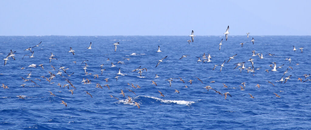 Puffin leucomèle