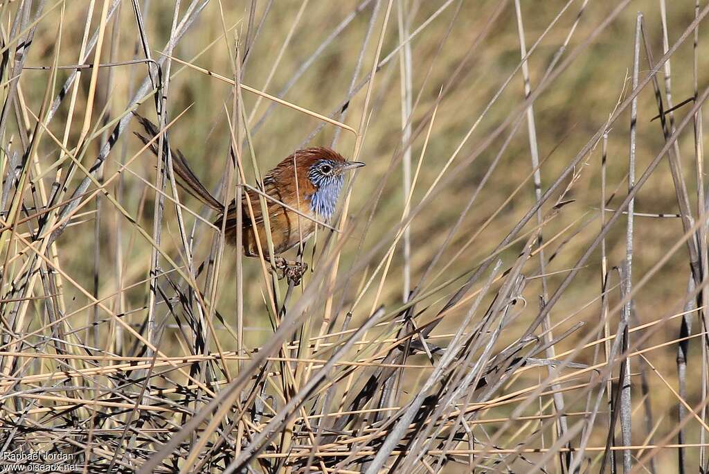 Queue-de-gaze à calotte rousse mâle adulte