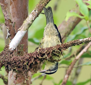 Queue-grise des feuilles