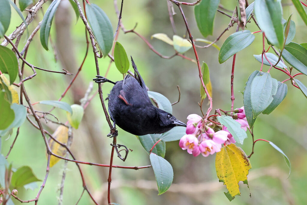 Quiscale montagnard - Carouge montagnard<br />adulte