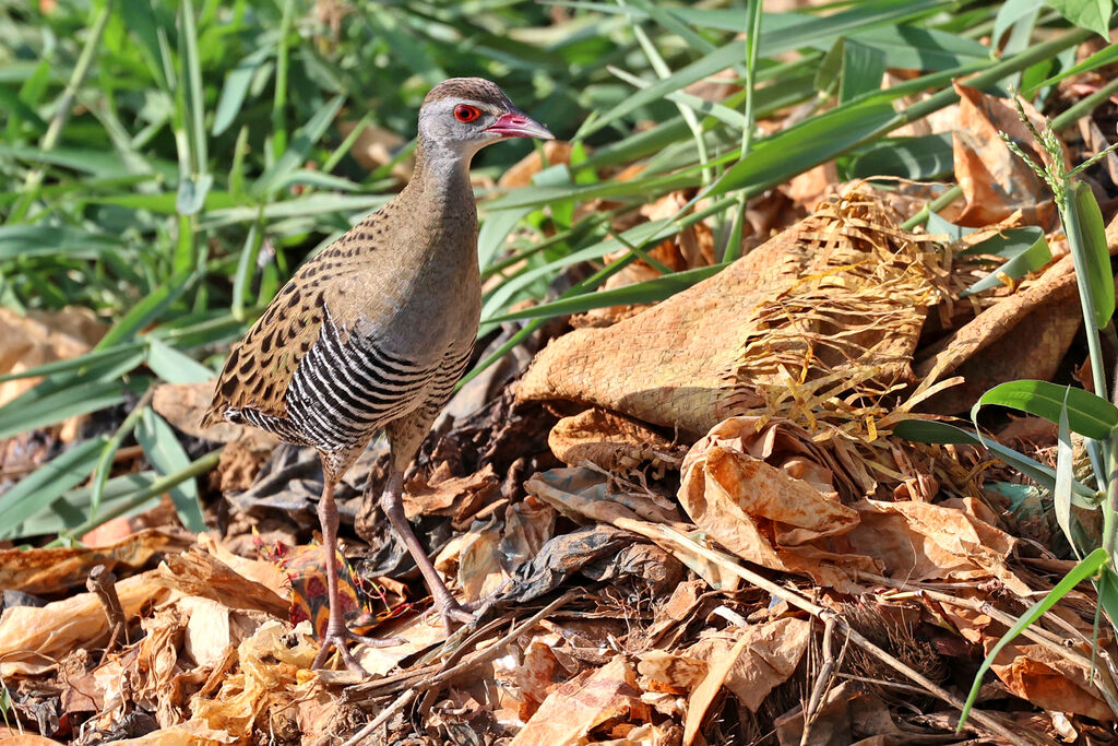 African Crakeadult