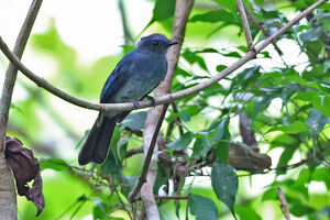 Rhipidure bleu