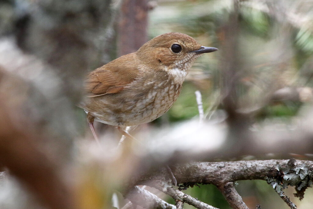 Rufous-tailed Robinadult breeding