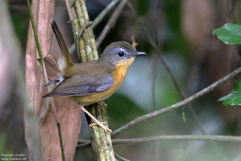 Rougegorge de Gunningadulte, identification