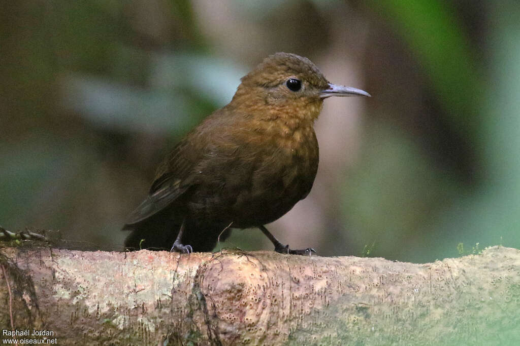 Short-billed Leaftosseradult