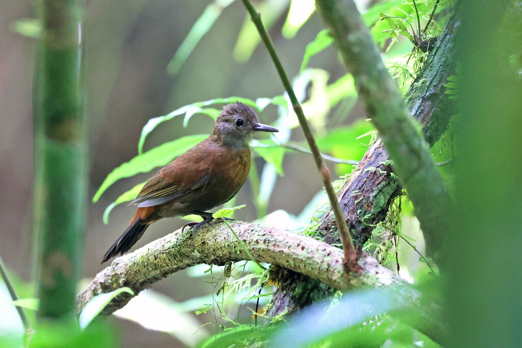 Sclérure à gorge griseadulte