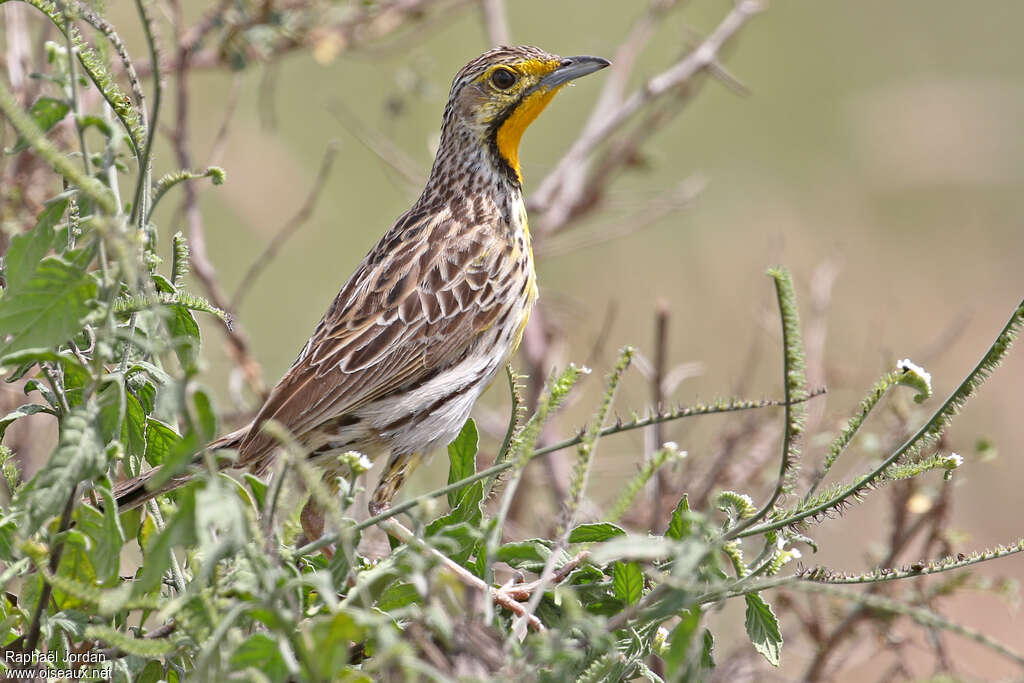 Pangani Longclawadult, habitat
