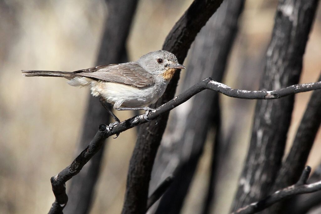 Redthroat male adult