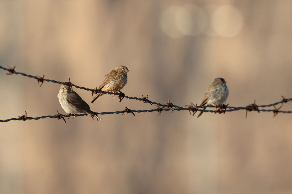 Yemen Serin