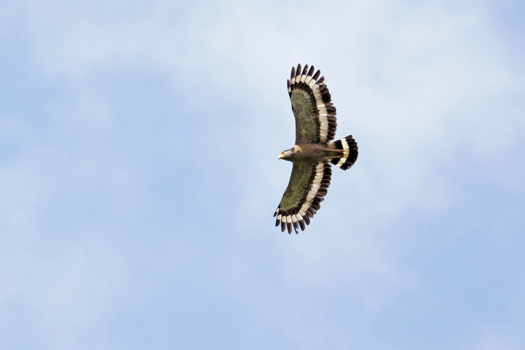 Crested Serpent Eagle