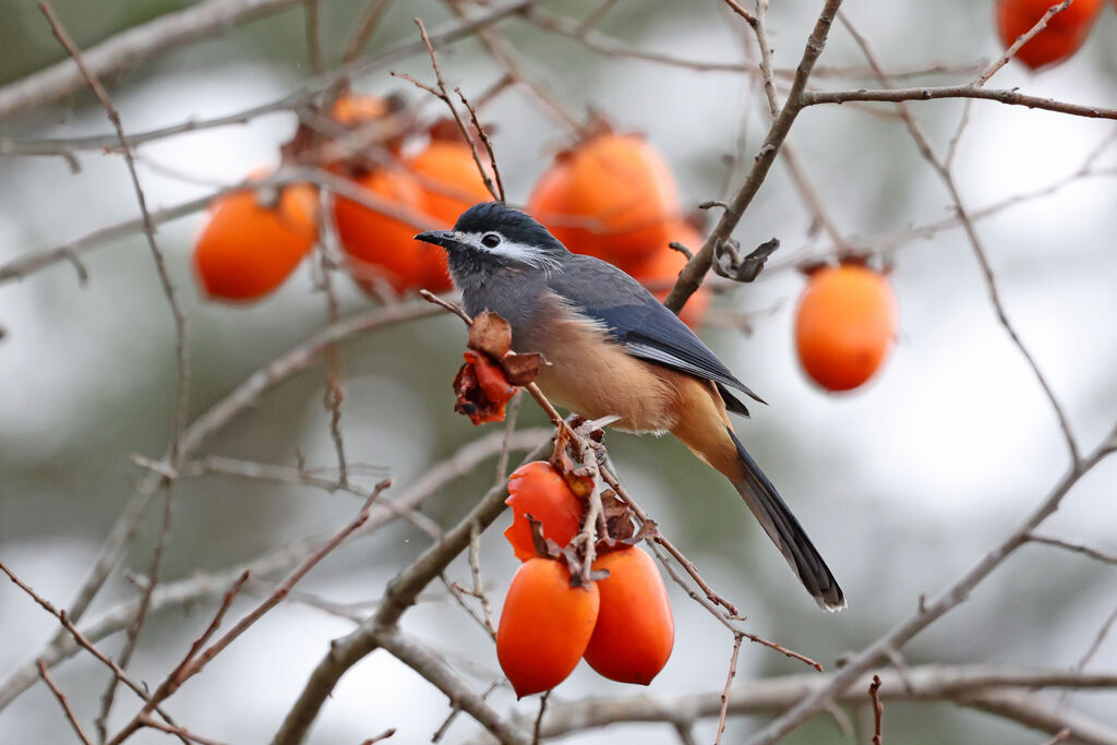 White-eared Sibia