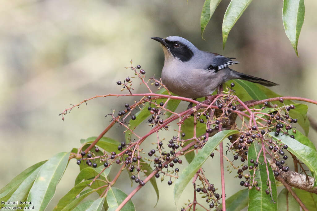 Sibia superbeadulte nuptial, identification