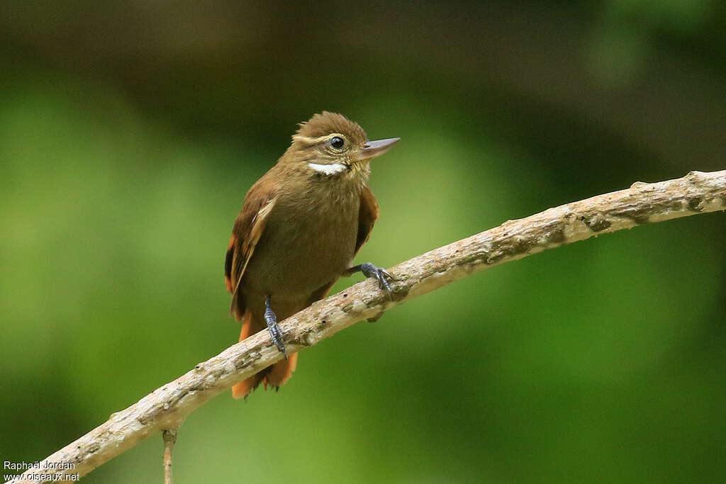 Northern Plain Xenopsadult, identification