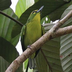 Smaragdan à sourcils jaunes