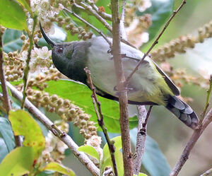 Souimanga d'Hachisuka