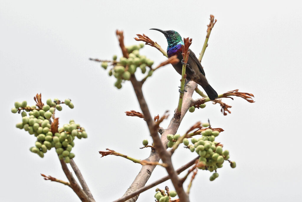 Souimanga de Bouvier mâle adulte