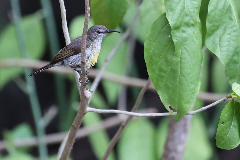 Copper-throated Sunbird female adult