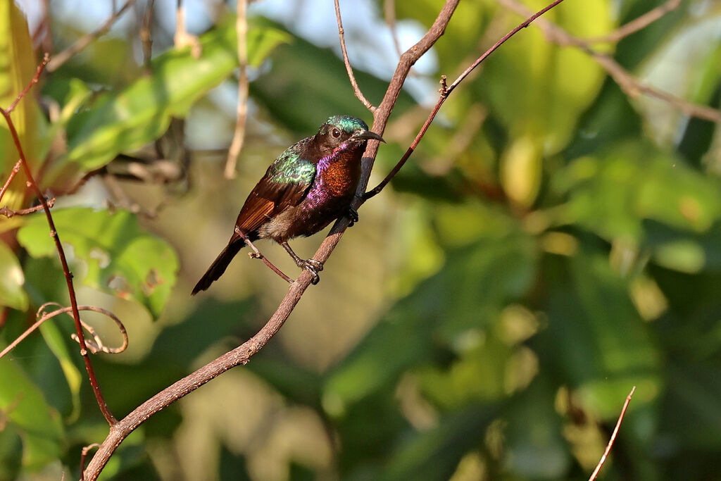 Copper-throated Sunbird male adult