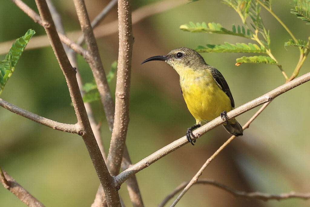 Apricot-breasted Sunbird female adult
